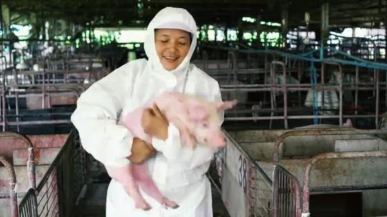 从野性到驯顺 家猪的生物学特性与科学饲养全解析
