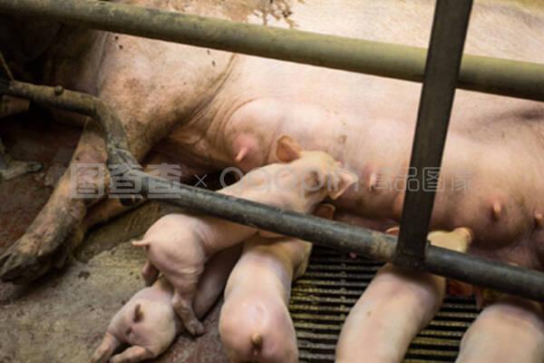 笼中岁月 猪妈妈与小猪的饲养场生活