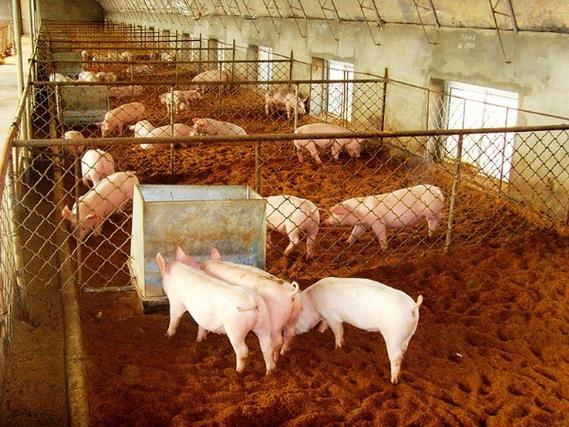 头条大中型畜禽养殖场沼气工程模式及效益分析